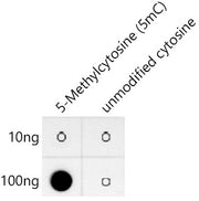 5-Methylcytosine (5mC) Rabbit mAb
