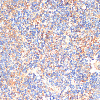 SIGLEC3/CD33 Rabbit pAb