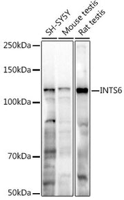 INTS6 Rabbit pAb