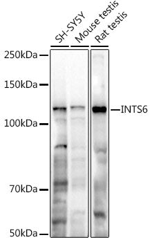 INTS6 Rabbit pAb