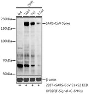 SARS-CoV Spike Rabbit pAb