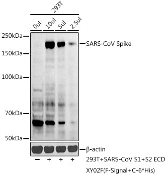 SARS-CoV Spike Rabbit pAb