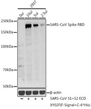 SARS-CoV Spike RBD Rabbit pAb