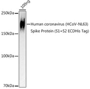 HCoV-NL63 Spike S2 Rabbit pAb