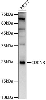 CDKN3 Rabbit pAb