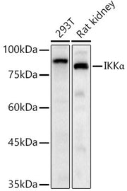 IKKα Rabbit pAb