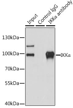 IKKα Rabbit pAb