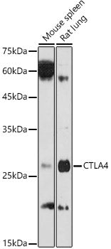 CD152/CTLA-4 Rabbit pAb