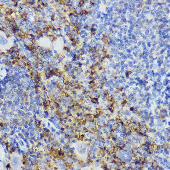 CD152/CTLA-4 Rabbit pAb