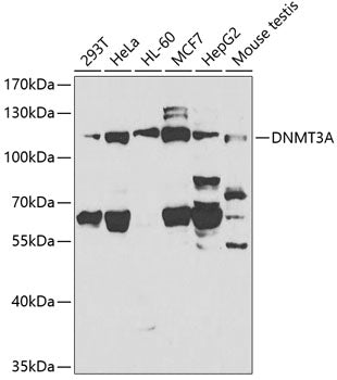 DNMT3A Rabbit pAb