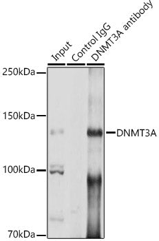 DNMT3A Rabbit pAb