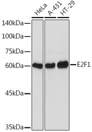 E2F1 Rabbit pAb
