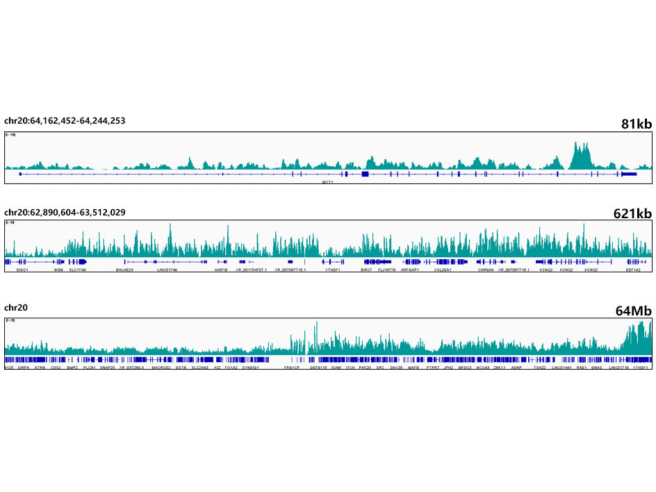 MonoMethyl-Histone H3-K18 Rabbit mAb