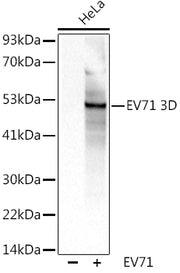 EV71 3D Rabbit pAb