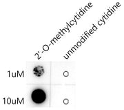 2'-O-methylcytidine/ Cm Rabbit mAb