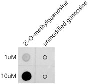2'-O-Methylguanosine(Gm) Rabbit mAb