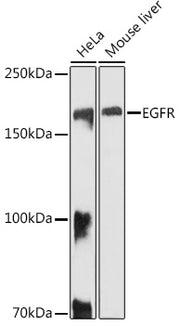 EGFR Rabbit pAb