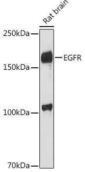 EGFR Rabbit pAb