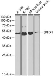 EPHX1 Rabbit pAb