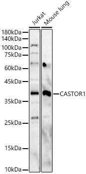 CASTOR1 Rabbit pAb