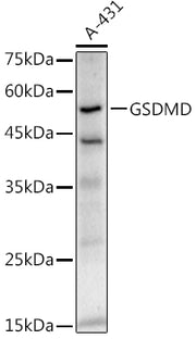 GSDMD (Full length+C terminal) Rabbit mAb