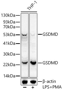 GSDMD (Full length+C terminal) Rabbit mAb