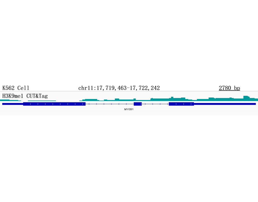 MonoMethyl-Histone H3-K9 Rabbit mAb