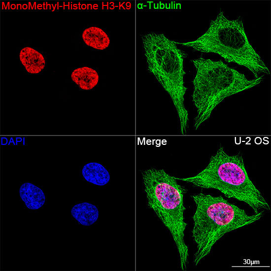 MonoMethyl-Histone H3-K9 Rabbit mAb