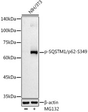 Phospho-SQSTM1/p62-S349 Rabbit pAb