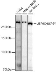 USP9X/USP9Y Rabbit pAb