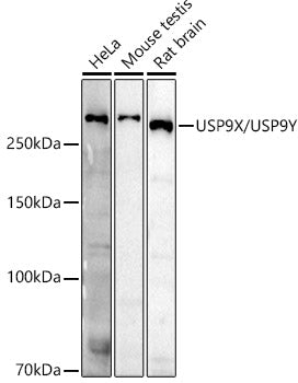 USP9X/USP9Y Rabbit pAb