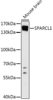 SPARCL1 Rabbit pAb