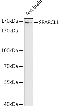 SPARCL1 Rabbit pAb