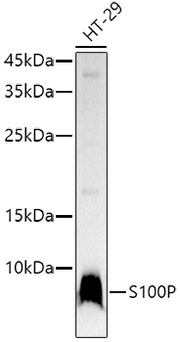 S100P Rabbit mAb