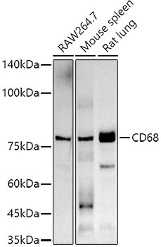 CD68 Rabbit mAb
