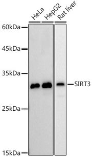[KO Validated] SIRT3 Rabbit mAb