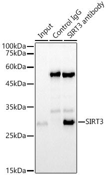 [KO Validated] SIRT3 Rabbit mAb