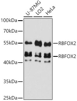 RBFOX2 Rabbit pAb