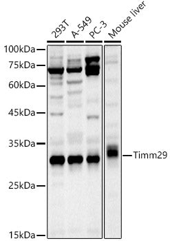 Timm29 Rabbit pAb