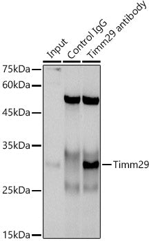 Timm29 Rabbit pAb