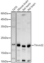 Timm22 Rabbit pAb