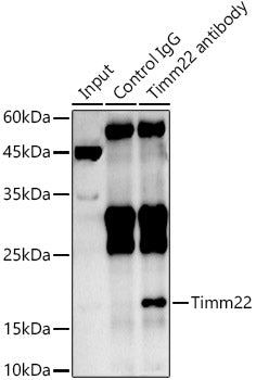 Timm22 Rabbit pAb