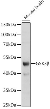 GSK3β Rabbit pAb