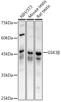 GSK3β Rabbit pAb