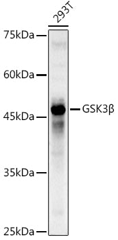 GSK3β Rabbit pAb