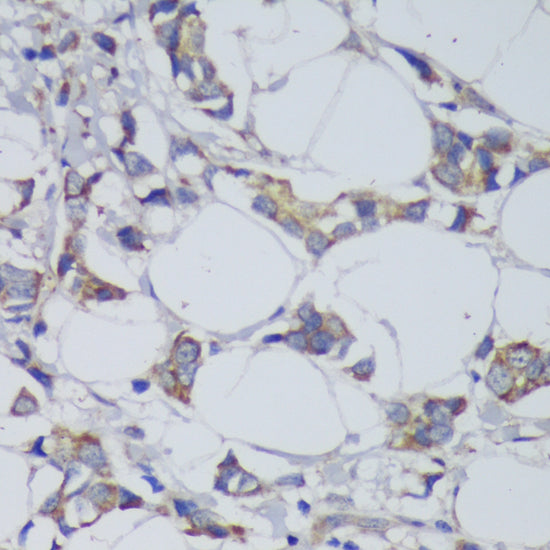 GSK3β Rabbit pAb