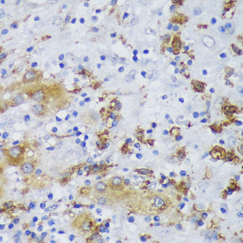 GSK3β Rabbit pAb