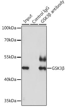GSK3β Rabbit pAb