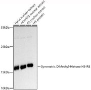 Symmetric DiMethyl-Histone H3-R8 Rabbit pAb