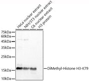 DiMethyl-Histone H3-K79 Rabbit pAb